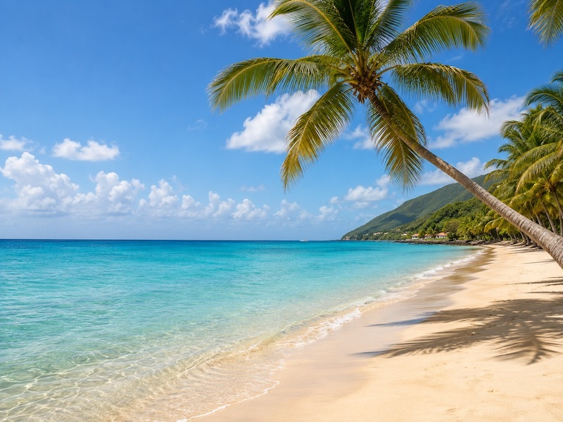 Palm-lined beach in Nevis